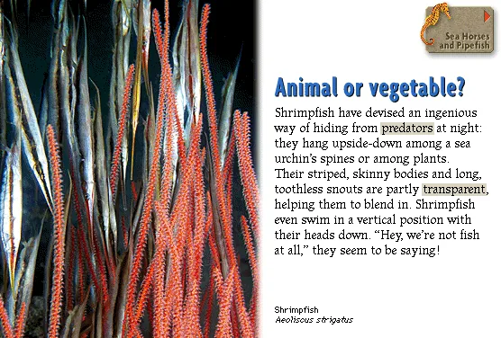 Animal or vegetable?