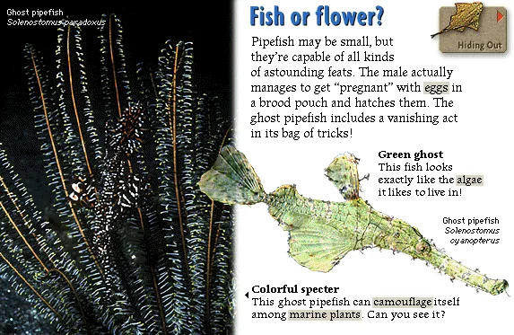 Fish or flower?