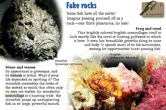 Fake rocks