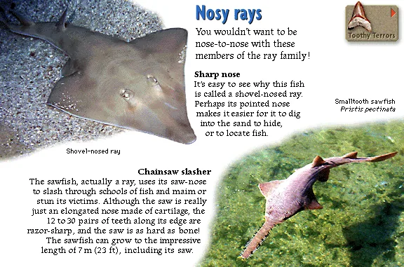 Nosy rays