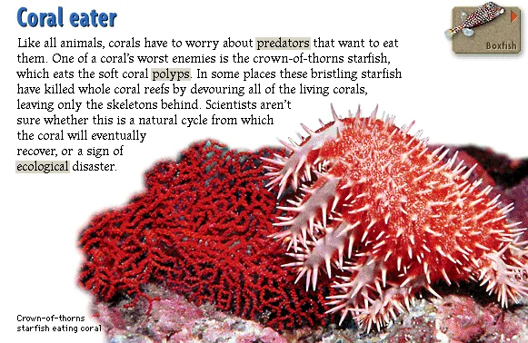 Coral eater