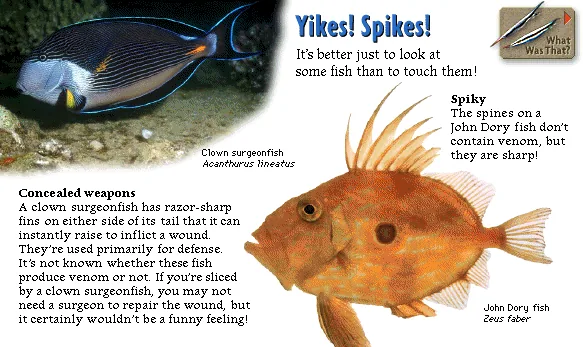 Yikes! Spikes!