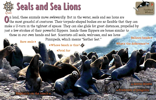 Seals and Sea Lions