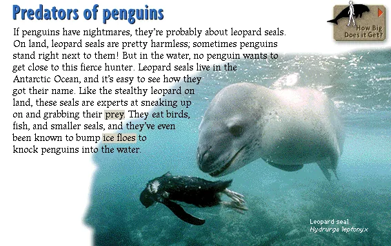 Predators of penguins