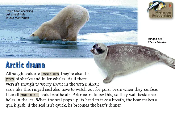Arctic drama