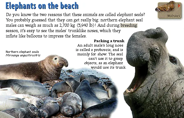 Elephants on the beach