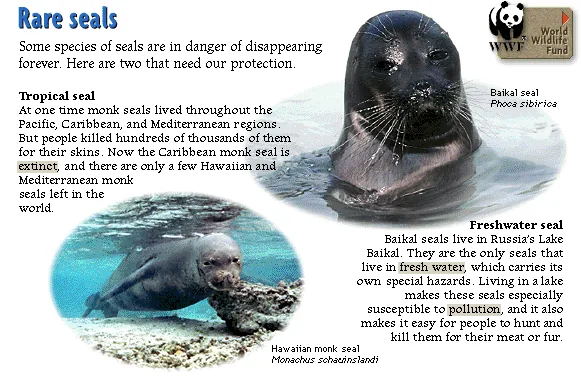 Rare seals