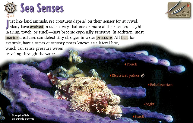 Sea Senses