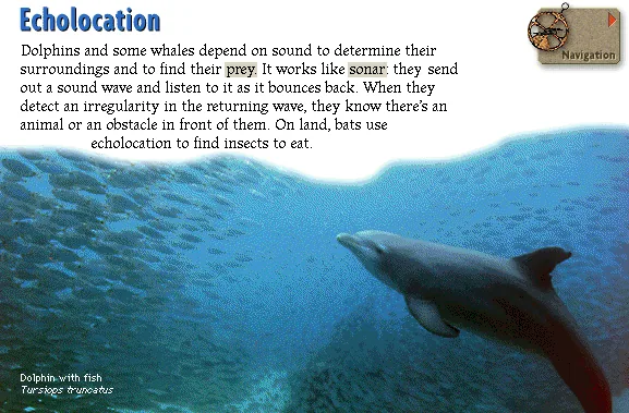 Echolocation