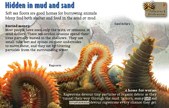 Hidden in mud and sand