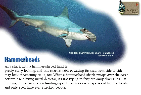 Hammerheads