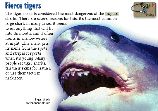 Fierce tigers