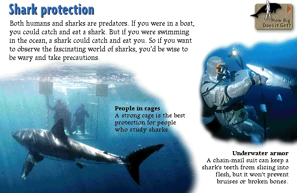 Shark protection