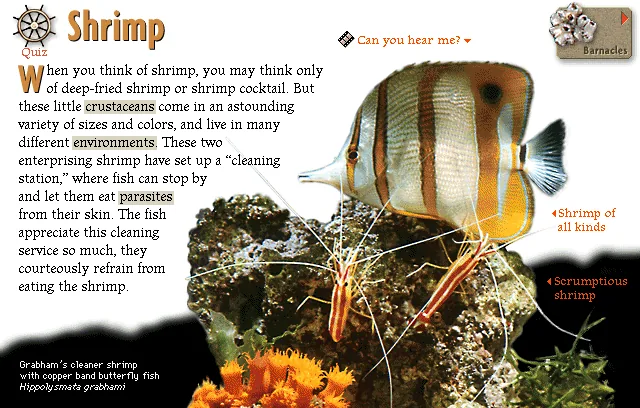 Shrimp