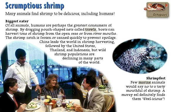 Scrumptious shrimp