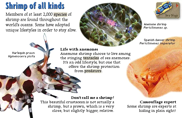 Shrimp of all kinds