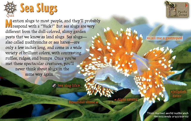 Sea Slugs