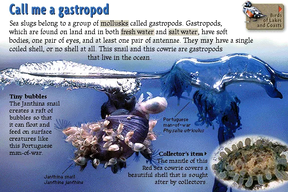 Call me a gastropod