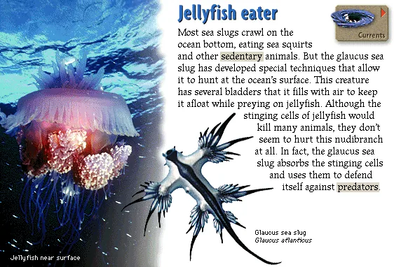 Jellyfish eater