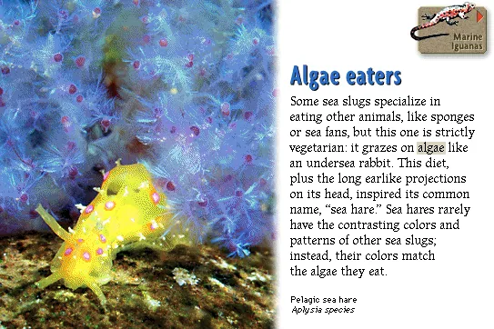Algae eaters