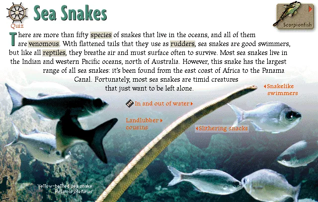 Sea Snakes