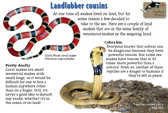 Landlubber cousins