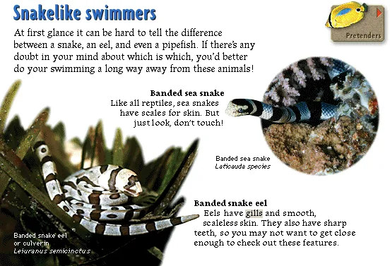 Snakelike swimmers
