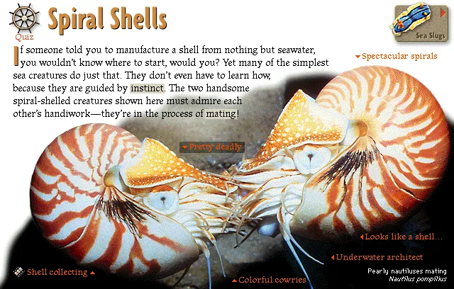 Spiral Shells