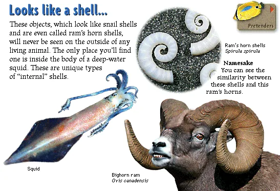 Looks like a shell...