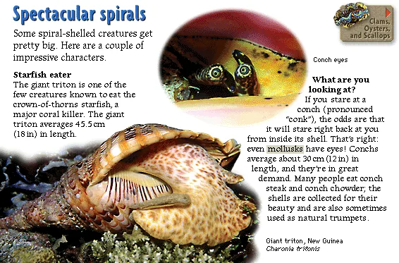 Spectacular spirals