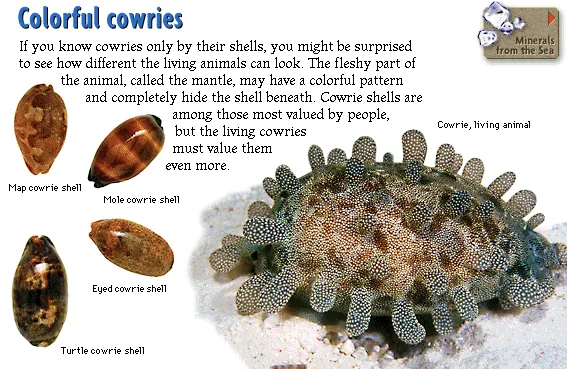 Colorful cowries