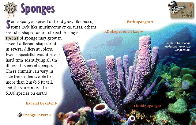 Sponges