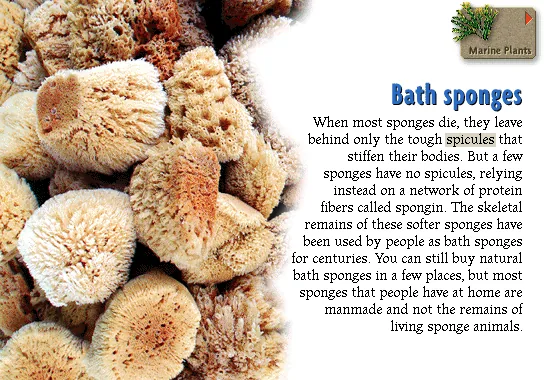 Bath sponges