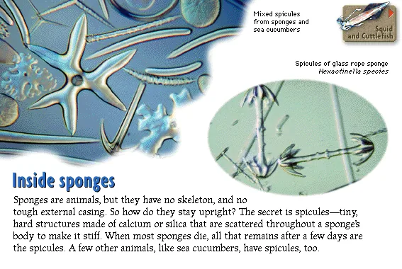 Inside sponges