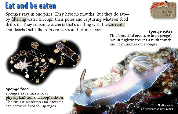 Eat and be eaten