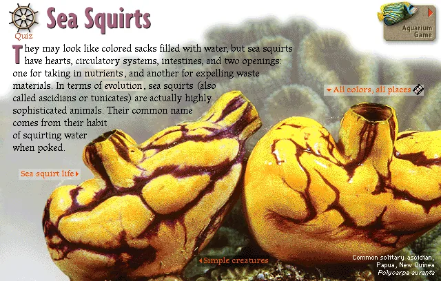 Sea Squirts