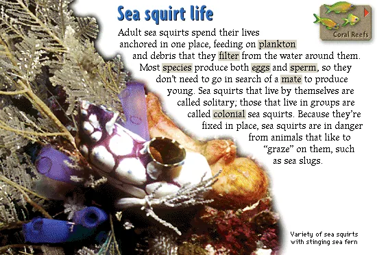 Sea squirt life