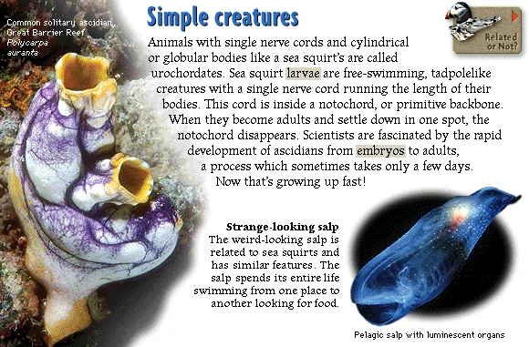 Simple creatures