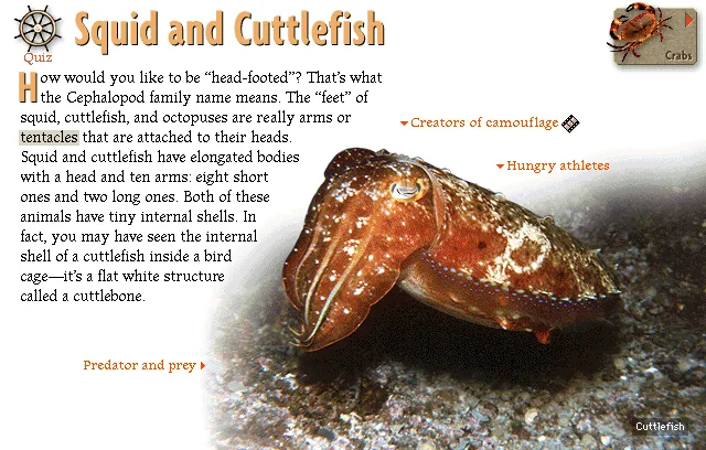 Squid and Cuttlefish