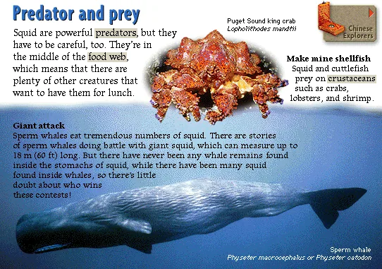 Predator and prey