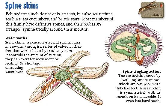 Spine skins