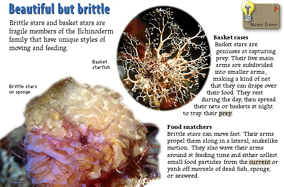 Beautiful but brittle