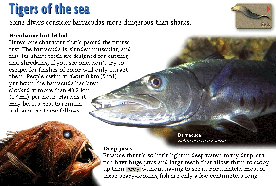 Tigers of the sea