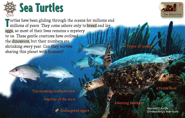 Sea Turtles