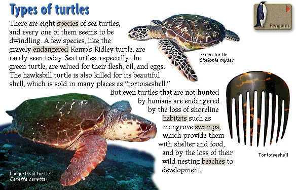 Types of turtles