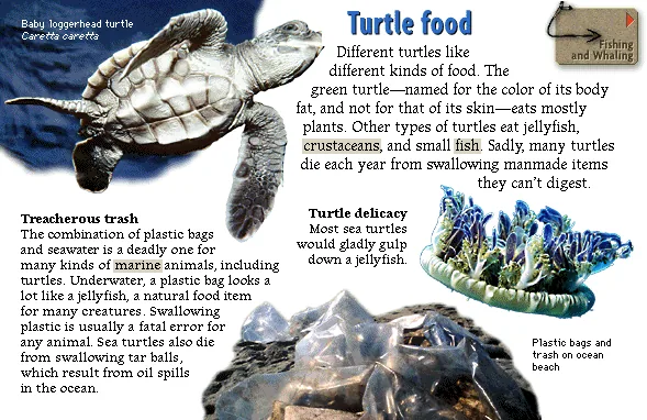 Turtle food