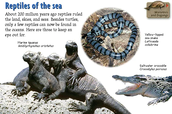 Reptiles of the sea