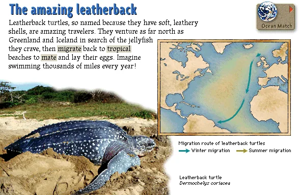 The amazing leatherback