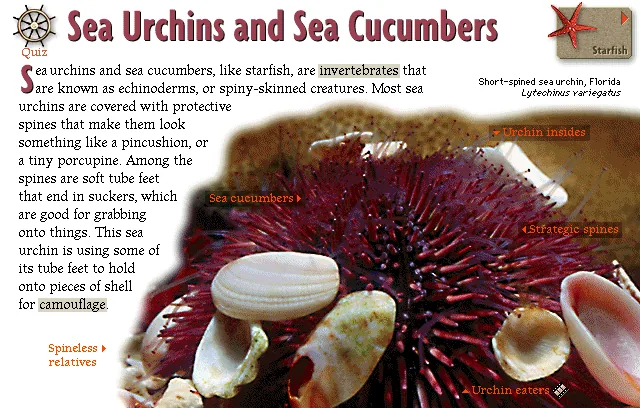 Sea Urchins and Sea Cucumbers