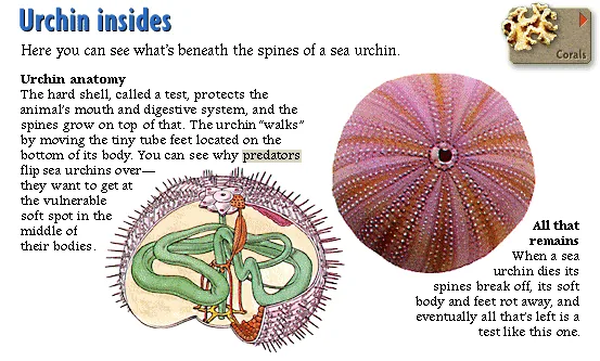 Urchin insides